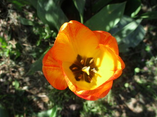 Fototapeta premium red and yellow tulip