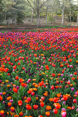 Mixed tulip field