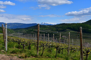 Obraz premium Weinberge bei Kaltern in Südtirol 