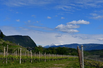 Fototapeta na wymiar Die Weinberge bei Kaltern in Südtirol 