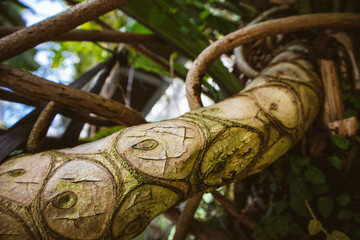 A trunk, branches of creeper tree with circular carving scars, marks. A bend of a branching liana...
