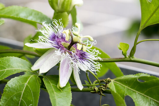 The passion fruit flower.