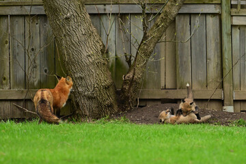 Urban Wildlife baby red fox cubs playing outside there den under a backyard fence 