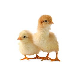 Two cute chicks isolated on white. Baby animals