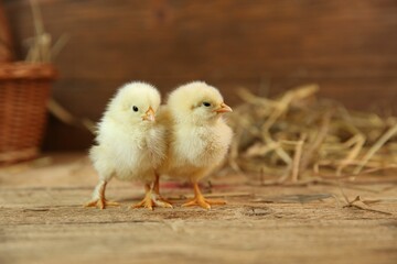 Cute chicks on wooden table. Baby animals