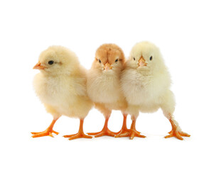 Cute chicks isolated on white. Baby animals