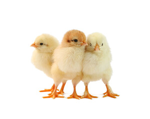 Cute chicks isolated on white. Baby animals