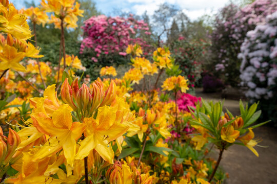 Brightly coloured rhododendron flowers, photographed in springtime at Temple Gardens, Langley Park, Iver, UK.