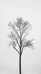 Obraz premium Solitary tree silhouette against white sky