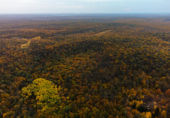 Aerial landscape of autumn trees forest on hills in woodland of Ukraine