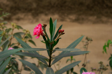 Fotograf&iacute;a de flores con tonos c&aacute;lidos