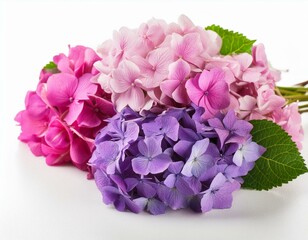 紫陽花の花
