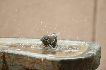 Bird Bath Water Shake Droplets