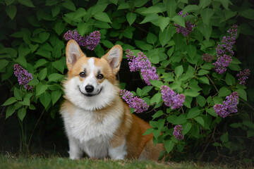 Beautiful young Pembroke Welsh Corgi posing in lilac bushes