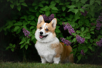 Beautiful young Pembroke Welsh Corgi posing in lilac bushes