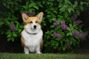 Beautiful young Pembroke Welsh Corgi posing in lilac bushes