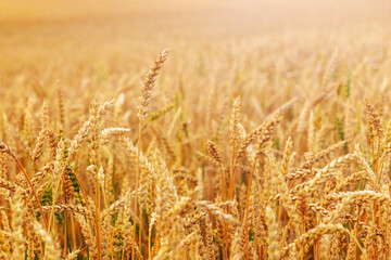 Naklejka premium Wheat field with ripe ears in sunlight. Cultivation of wheat