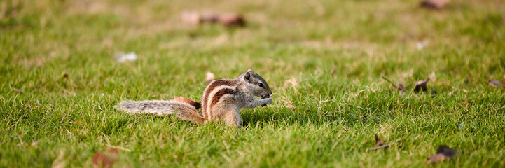 Naklejka na ściany i meble Charming little chipmunk sitting on green grass lawn and eats nuts, fluffy tailed tiny park dweller with small paws symbolizes simple joys and abundance of wild nature