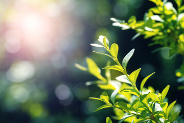 Green boxwood branches in summer on a sunny day on a blurred background - obrazy, fototapety, plakaty
