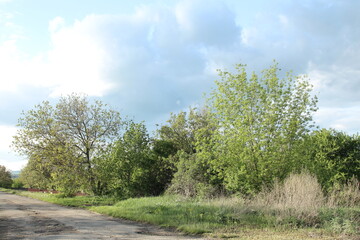 Obraz premium A group of trees next to a road