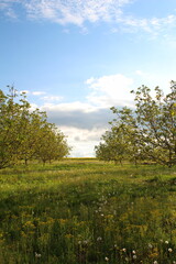 A grassy field with trees and blue sky