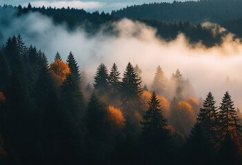 Mystical Autumn Fog in Black Forest Enchanting Landscape with Rising Fog Autumnal Trees on Mountain