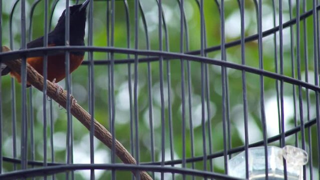 magpie, song bird in a cage