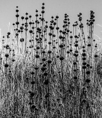 Teasel field in the morning