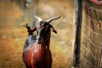 goat on the farm