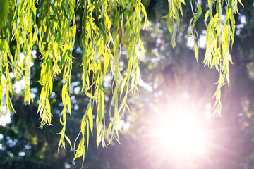 Willow branches with green leaves hang from the tree on a sunny day