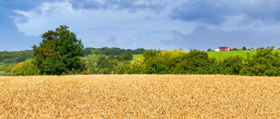 A wide wheat field near the forest and a cloudy sky above the field