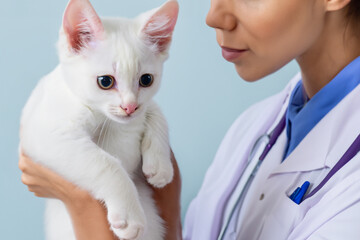 Veterinarian holding cat. White kitten in a veterinary clinic. Veterinarian with white cat. White cat being examined by a veterinarian.  Sick cat. Veterinarian carrying cat. Vet and cat. Vet clinic.
