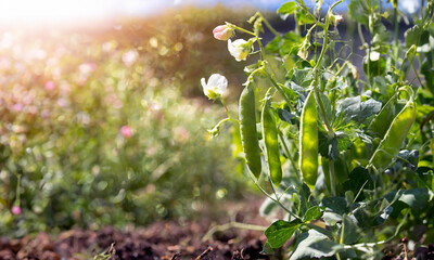 Peas growing in the garden on a sunny day, organic peas