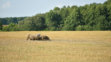 sheep in the pasture. home animal. the sheep is grazing in the meadow. livestock farm. sheep in the...