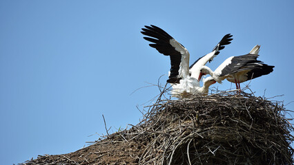 Two white storks. Ciconia. stork. wild bird. stork nest. a pair of birds in the nest. two storks....