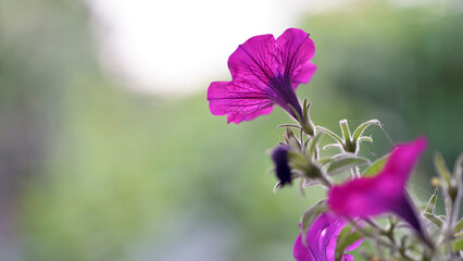 Fototapeta premium beautiful pink flower. flowers in the spring park. plants in a country garden. beautiful flowers, flower bed in the summer garden. Red flowers. beautiful flower blooming flowerpot, close-up