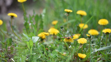 butterfly sits on yellow dandelion flowers. orange butterfly sits on meadow flowers. macro nature, natural background. insects in their habitat. the beautiful butterfly pollinator, spring season