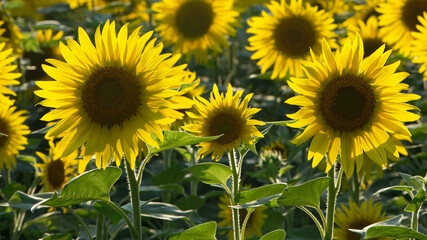 Obraz premium big bright yellow sunflower in the field. Large flowers of a sunflower in the sunlight. Yellow flowers on a farm field. Agriculture concept, organic products, good harvest. Growing seeds for oil.