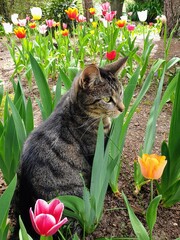 Beautiful cat sitting in a field of colorful tulips in springtime