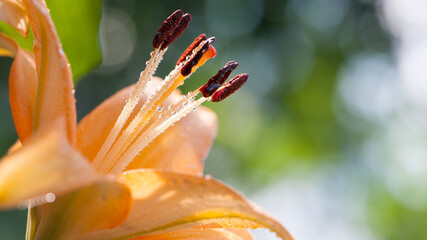 Lilium. beautiful lily flower. delicate lilies in the garden, in the flowerbed. floral, blurred...