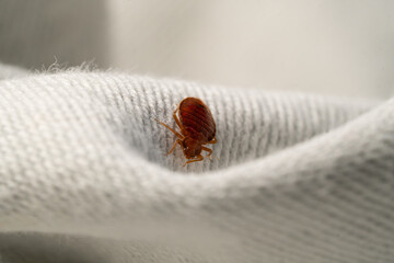 Bedbug macro - obrazy, fototapety, plakaty