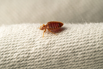 Bedbug macro