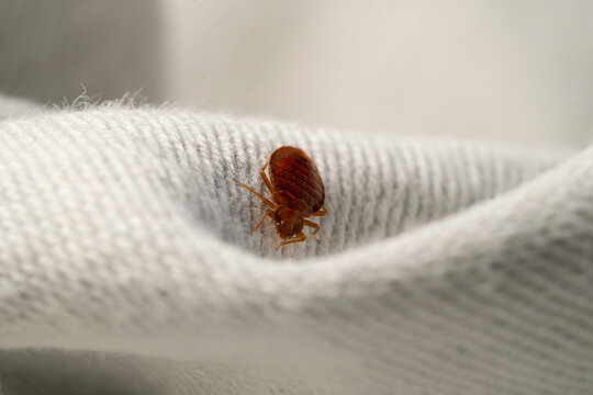 Bedbug macro
