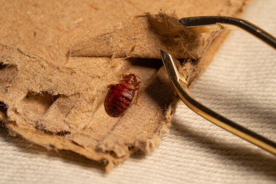 Bedbug macro
