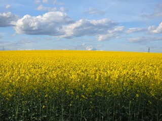rapeseed field and sky