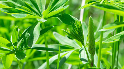 green leaves of Lupinus polyphyllus with soft sunlight in the garden, Large-leaved lupine, Vaste lupine, plant is a species of lupin, Nature floral background. green spring or summer background