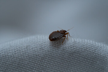 Close-up on bedbug