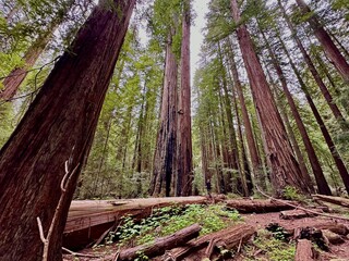 tree in the forest