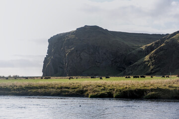 Skogafoss waterfall river with background of cows, sheep and a mountain with cliff