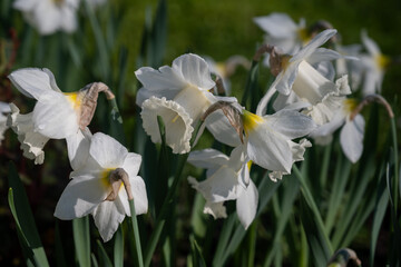 Fototapeta premium white daffodils in the garden
